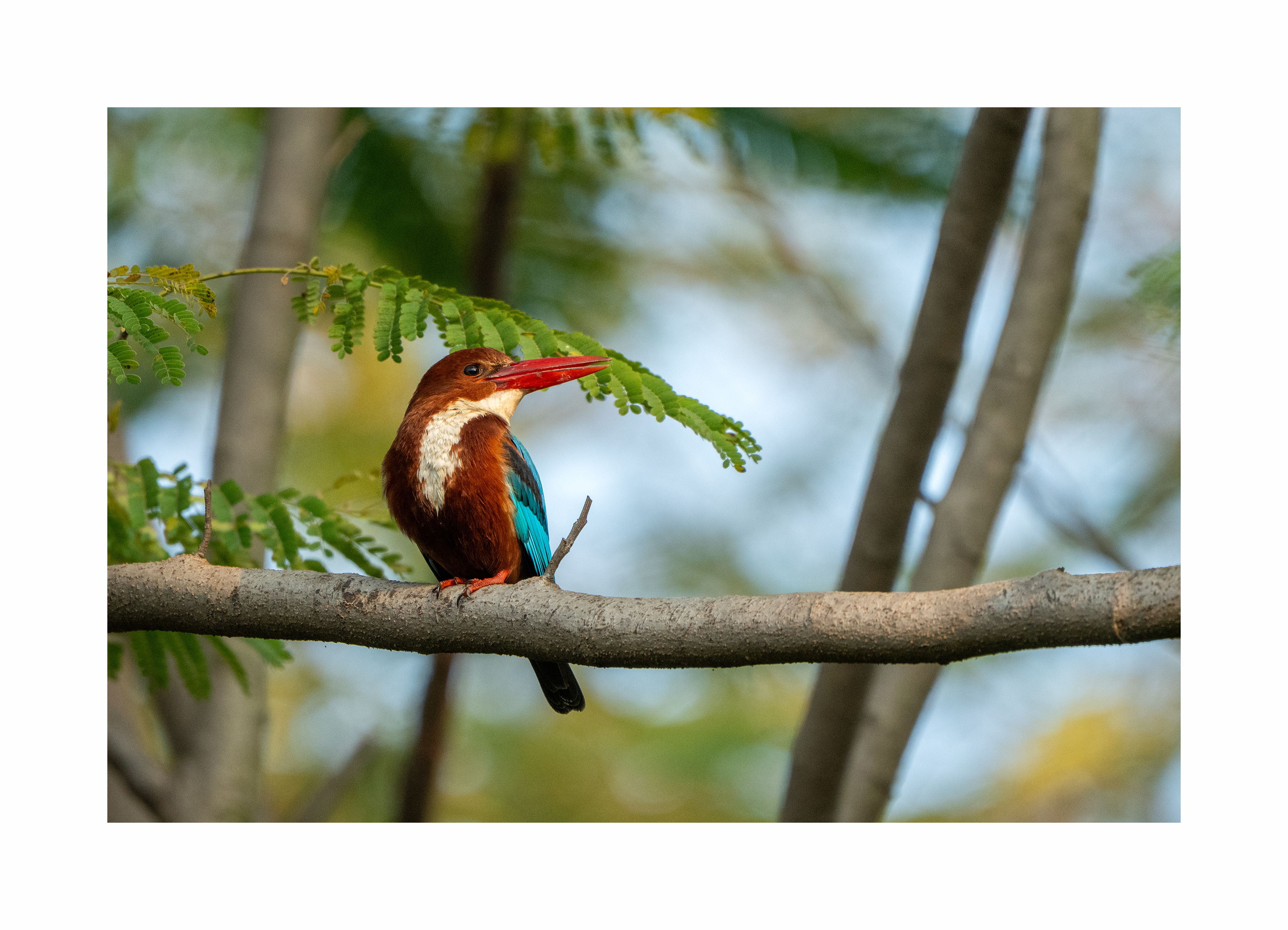 BPCL - Bina Biodiversity Study 37